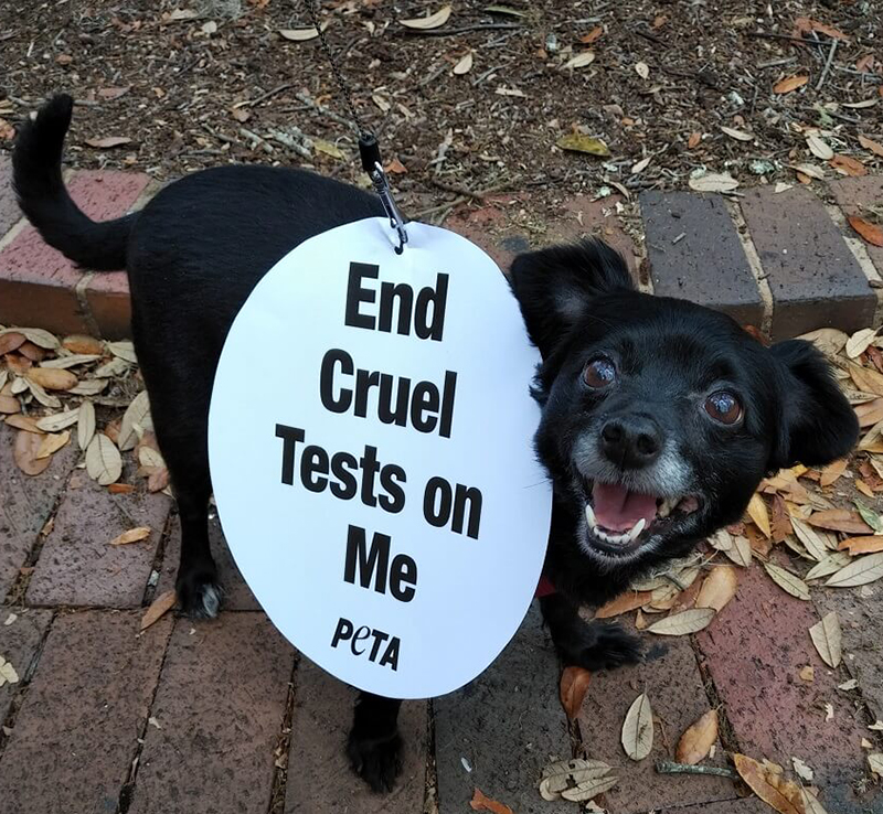 Florida dog lab protest photo