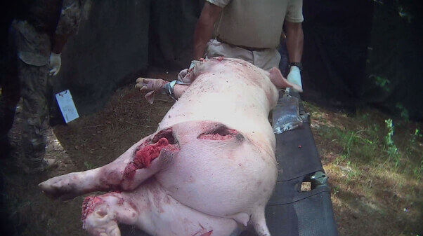 pig used in trauma training with large wounds