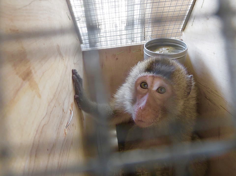 photo of monkey in cage