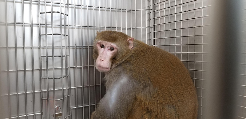 photo of Cornelius in the back of a cage