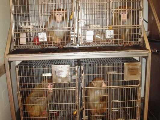 Image of 4 monkeys in stacked laboratory cages