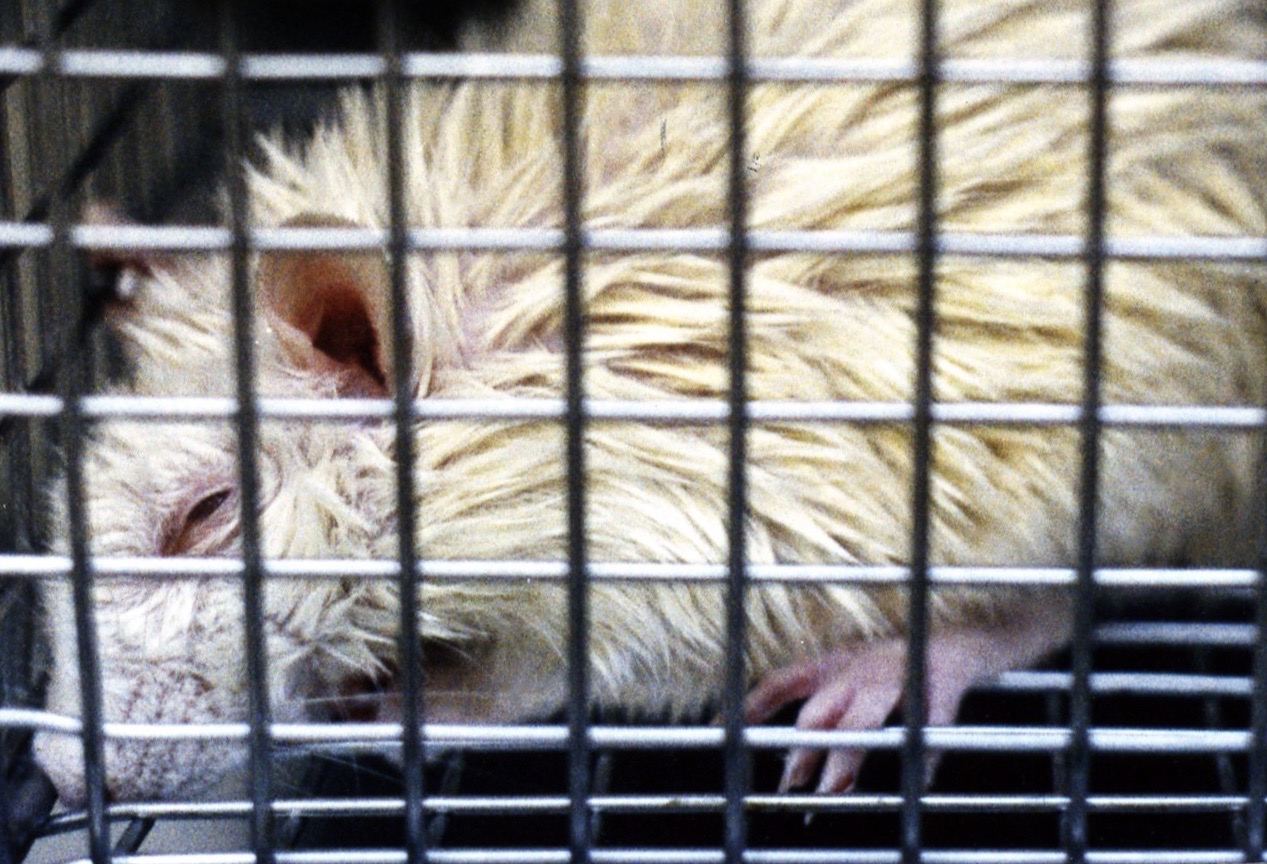 Revamp Research Amid COVID-19 Killing Spree of Animals in Labs | PETA