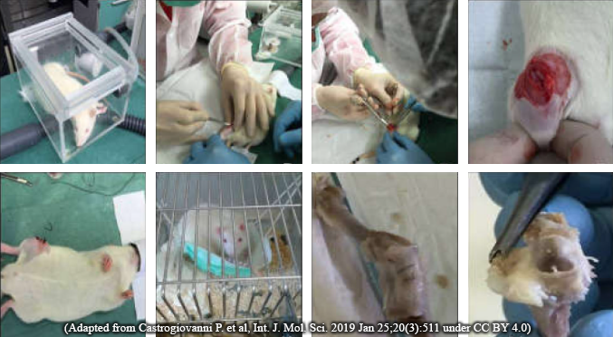 Actual photos of one of the procedures proposed by the TFDA's draft regulation show how rats are drugged, cut open, crippled by severing their joint ligaments, imprisoned in cramped cages, killed, and dismembered.