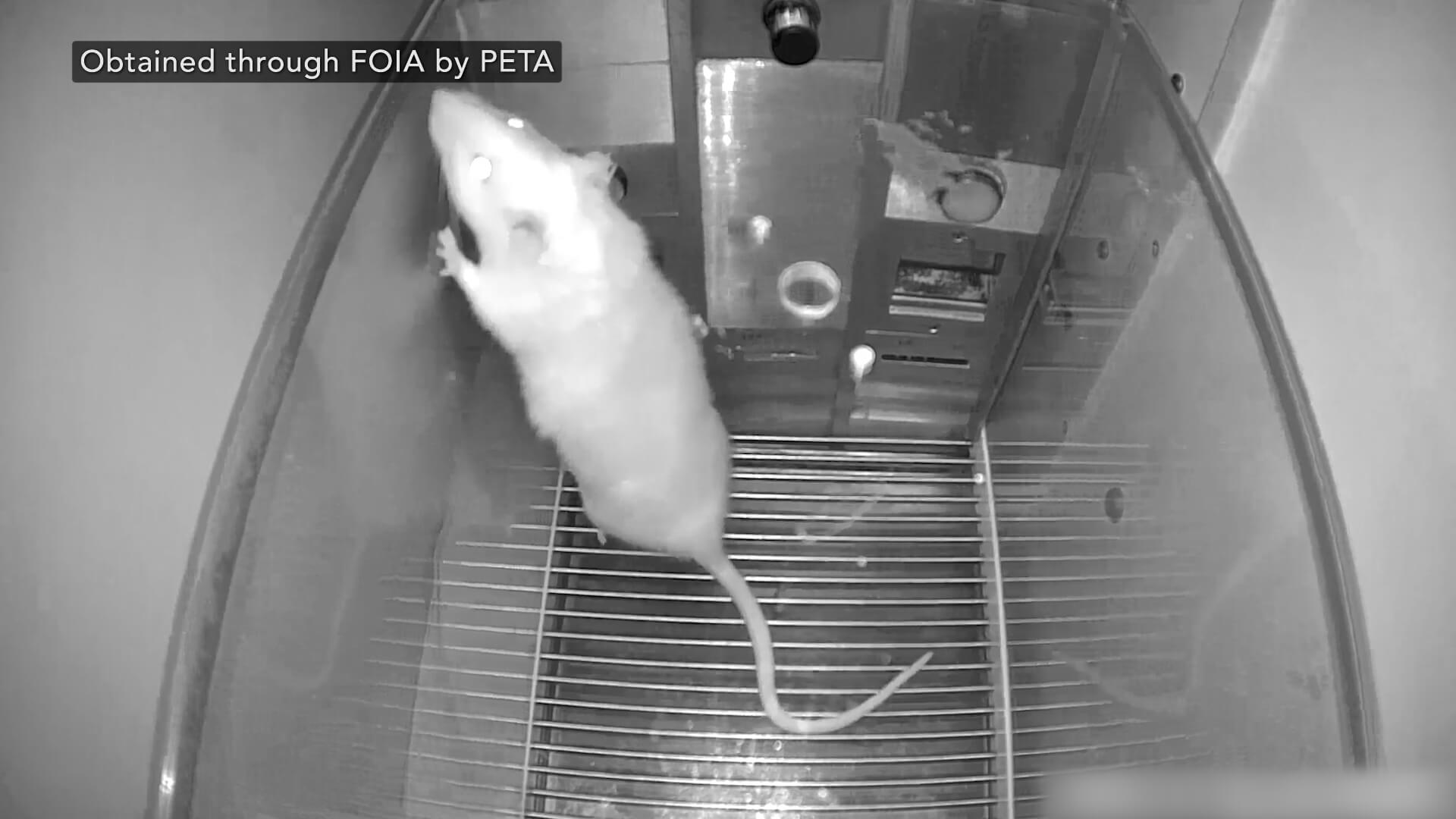 Rat Intimidation Tell Utah State University to Stop Tormenting Rats in Psychology Course ...