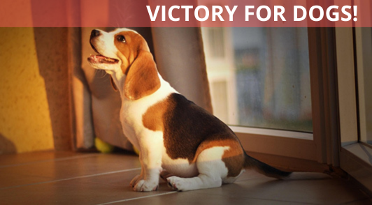 Victory for Dogs!
