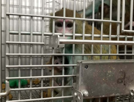 Image of monkey mother and baby caged in a laboratory