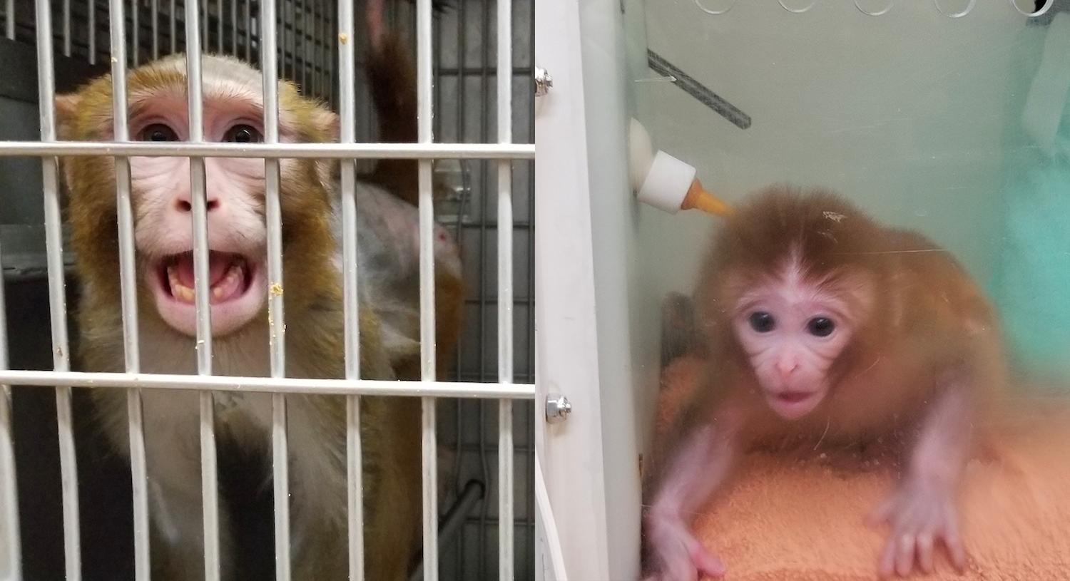 photos of adult monkey (leftt) and infant r20042 (right)