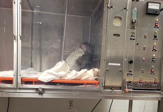 Image of baboon in oxygen chamber