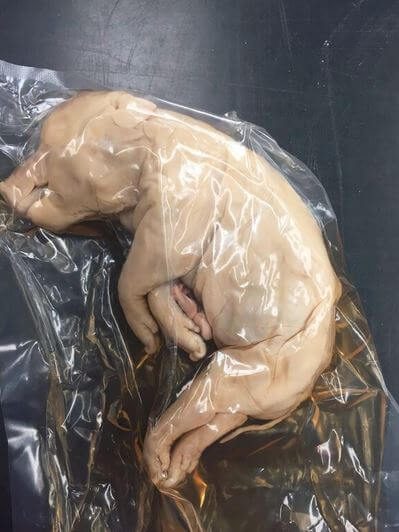 photo of pig dissection
