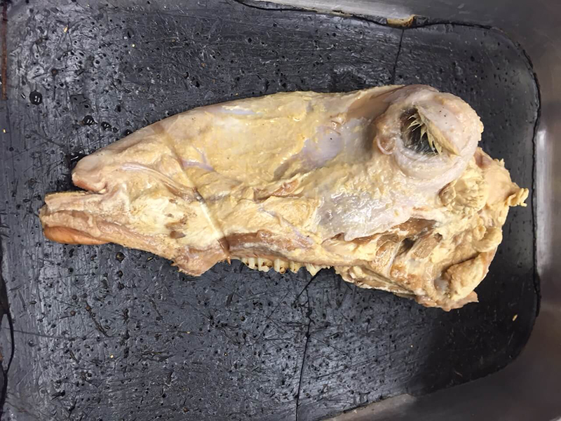 sheep head used for dissection
