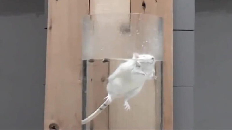 photo of a white mouse being forced to swim in beaker of water