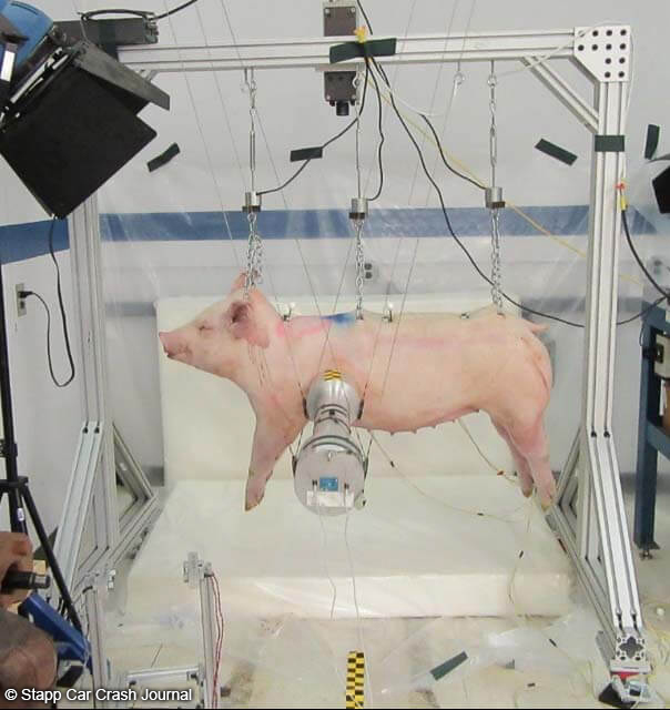 photo of pig used for experiment