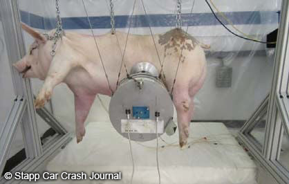 Photograph of a pig strung up by her spine with a  large metal  object attached to her lower abdomen.