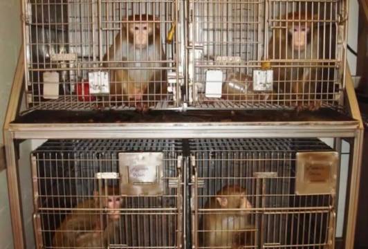 Monkeys in cages at ONPRC.