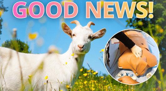 goat next to Traumaman simulator