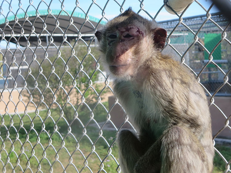 injured monkey at PPI