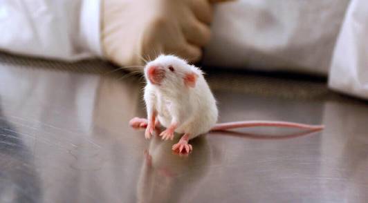Image of a white mouse in a laboratory.
