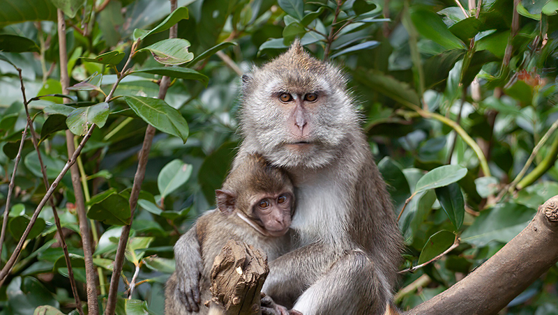 photo of long-tailed macaque