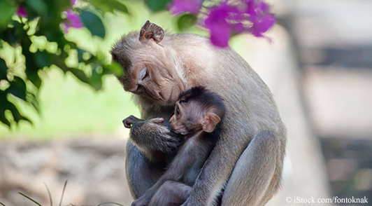 Macques