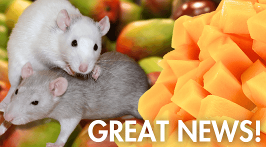 rodents next to mangoes with the words great news