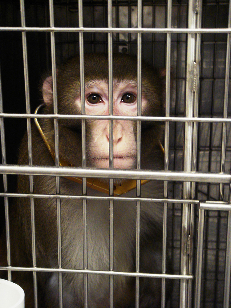sad macaque in lab