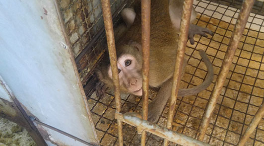 Monkey in filthy cage.