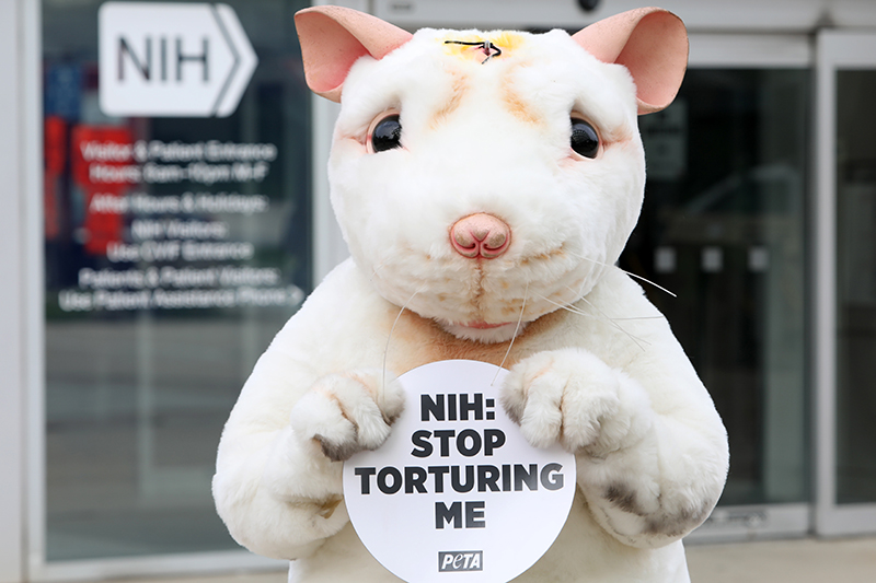 mouse standing in front of NIH