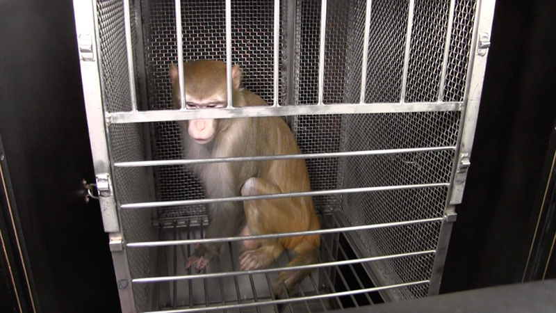image of monkey in cage