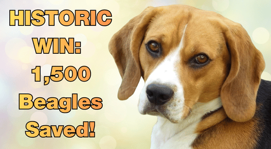beagle next to the words historic win 1500 beagles saved