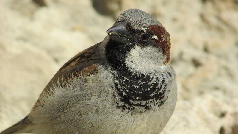 beautiful sparrow