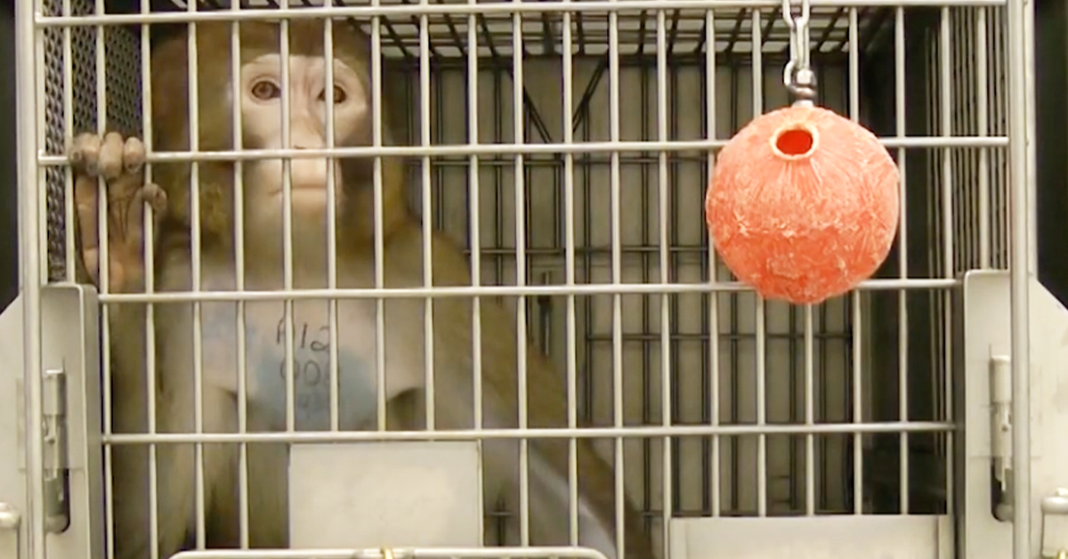 Possible Corruption, Monkey Escapes Time for Primate Center Closure PETA