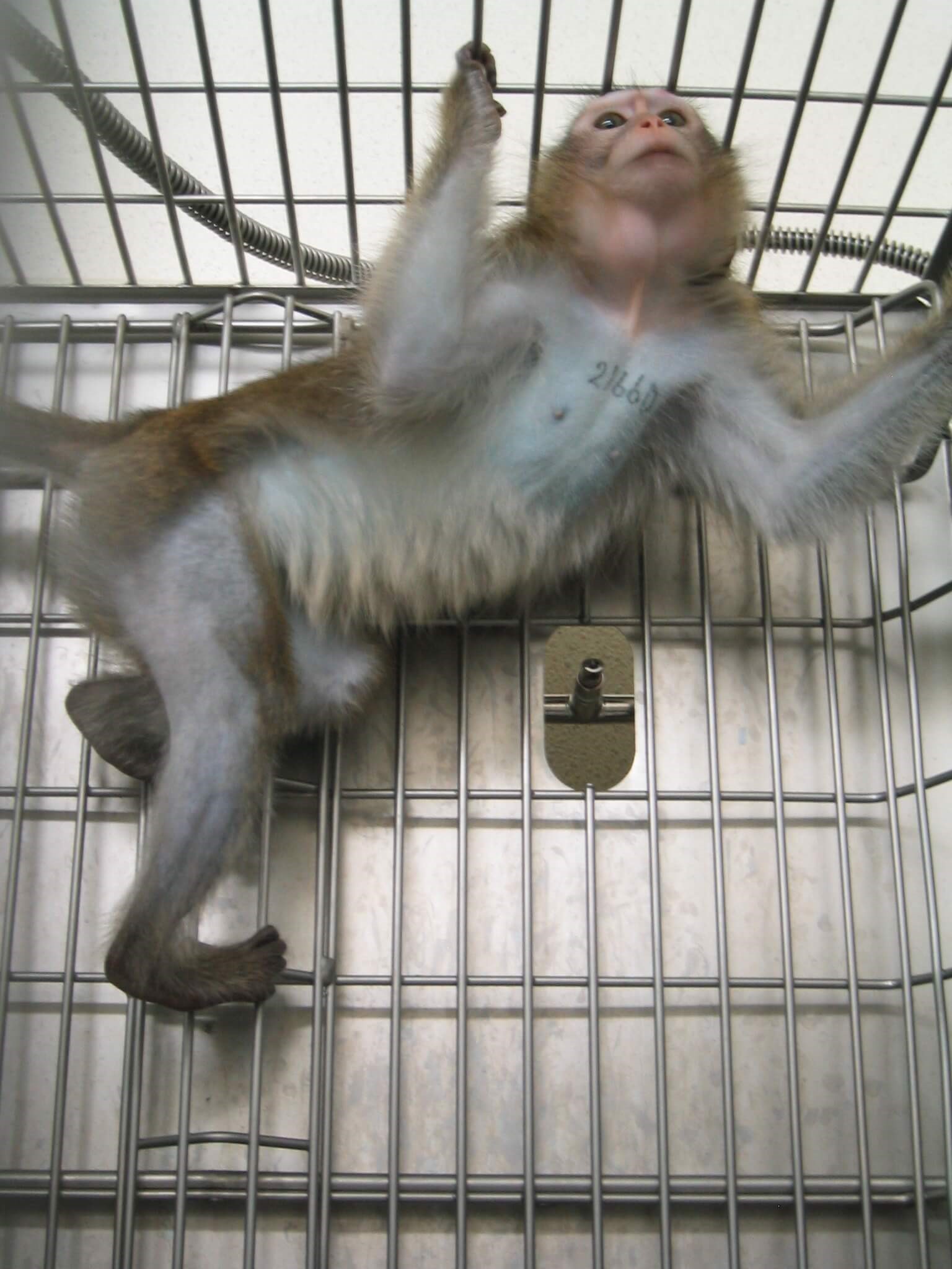 VIV 2005 02 12 covance monkey PO CMP ftc U.S. Fish and Wildlife Service: Add These Monkeys to the Endangered Species List!