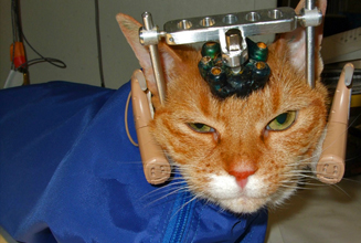 Help Animals Abused for Experiments - Donate Now | PETA Help Animals Abused for Experiments - Donate Now | PETA