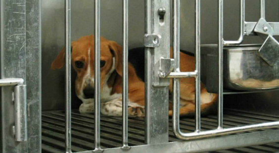 take action for dogs in labs