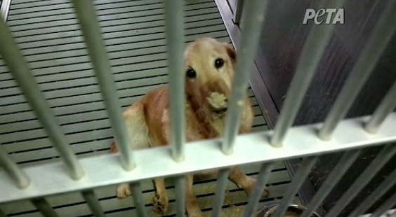 help dogs in labs