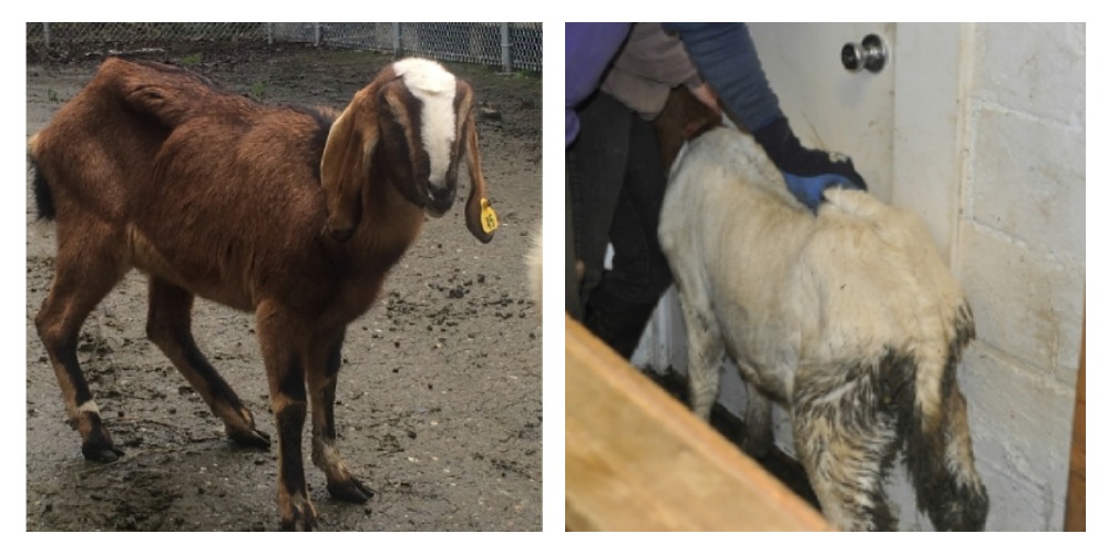 emaciated goats