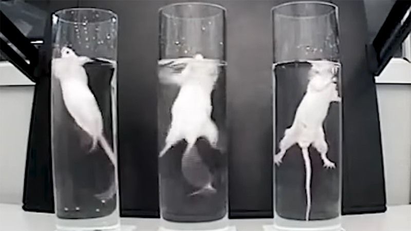 photo of mice in beakers of water