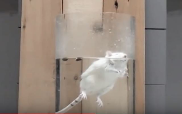 Rodent used in forced swim test