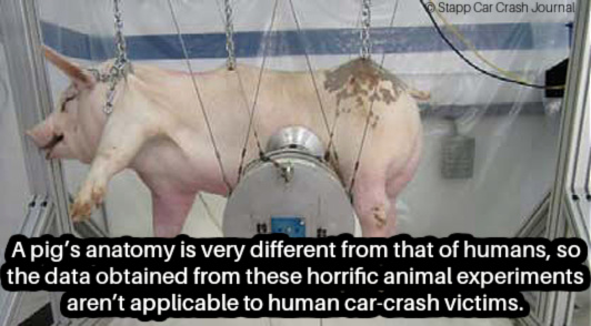 pig in crash test