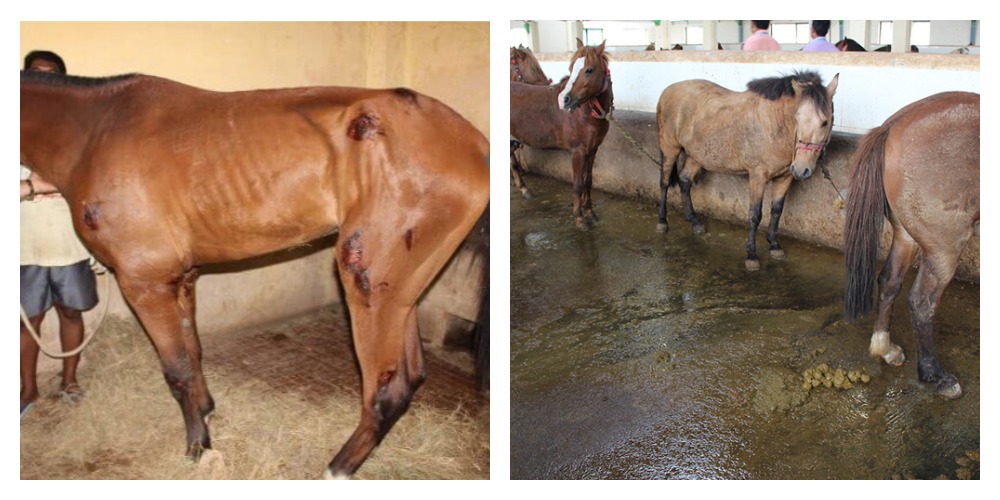 horses in filthy wounded conditions