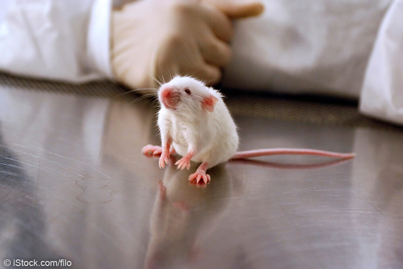 mouse in lab