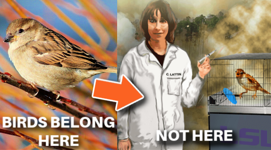 Experimenter Lattin with a bird in a cage next to an image of a bird in nature
