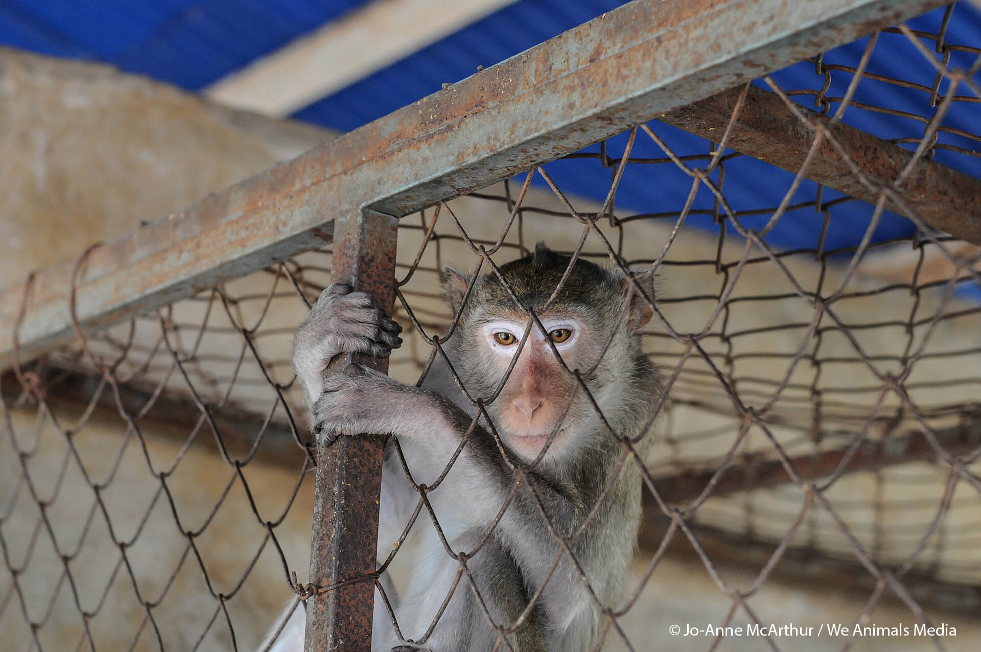VIV Macaque gripping fence Jo Anne McArthur We Animals ftc CMP You’ll Never Believe How Many Monkeys This Trafficker Abducted in Mauritius