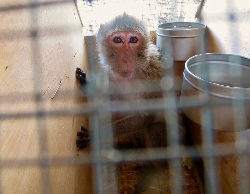 VIV Monkey in a Transport Crate PO CMP ftc ACT NOW: Urge Your Members of Congress to Send 1,000 Monkeys to Sanctuary
