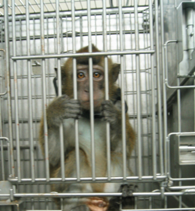 monkey in lab
