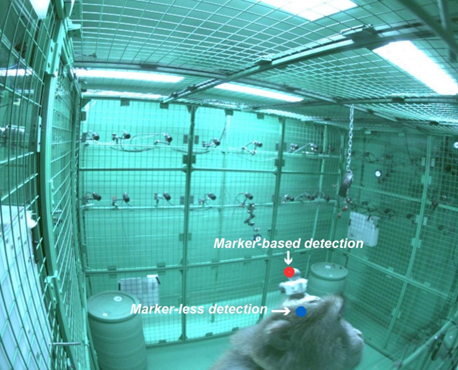 Two side by side photos of a monkey with their head anchored into a metal frame