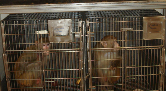 stop shipping monkeys to labs