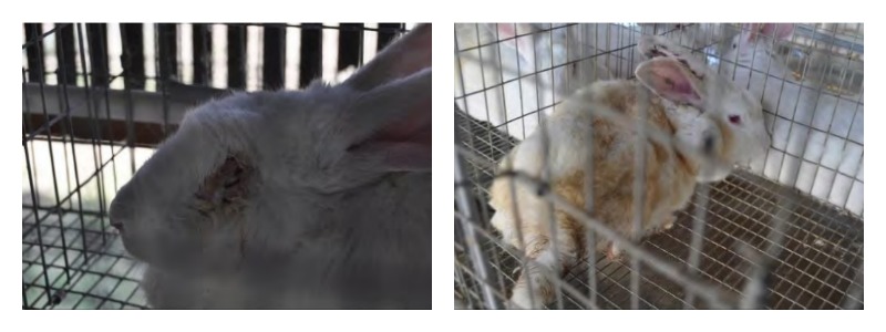 neglected and ill rabbits