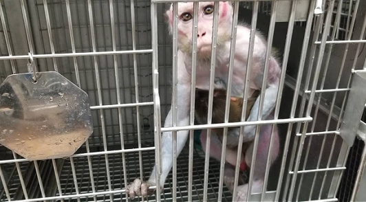 Princess primate
