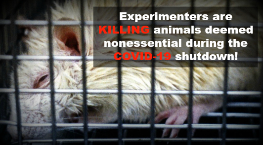 schools are killing animals